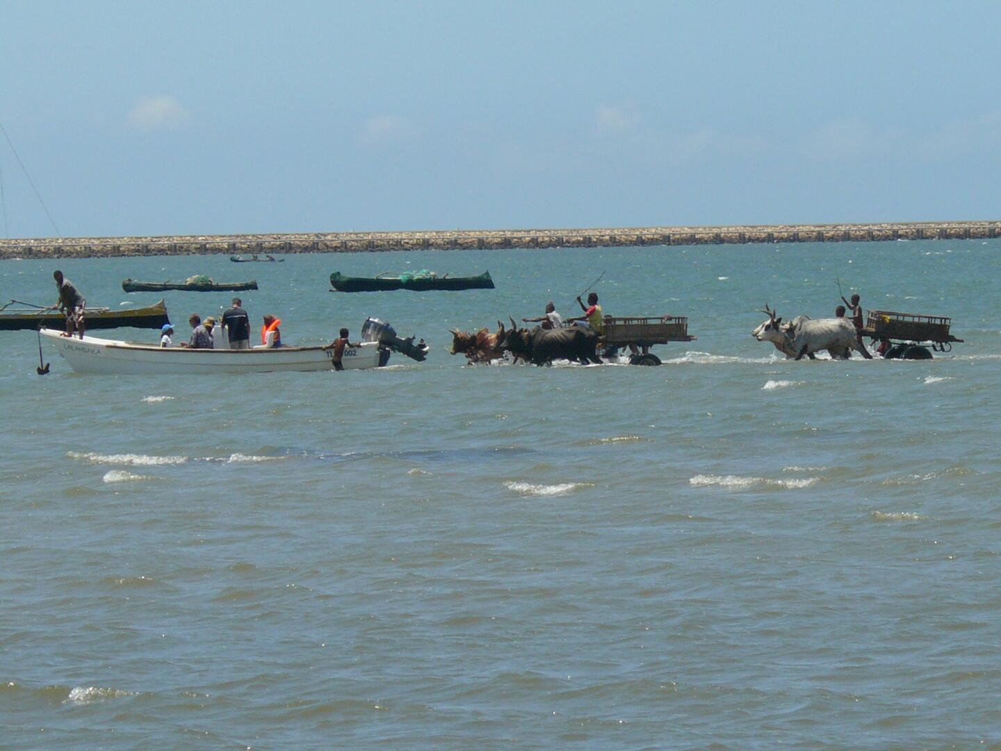 Touristen werden in Zebu-Karren zu den
Motorbooten gefahren, die sie zum Riff bringen. Im Hintergrund die
künstliche Straße, die zum Überseehafen führt.