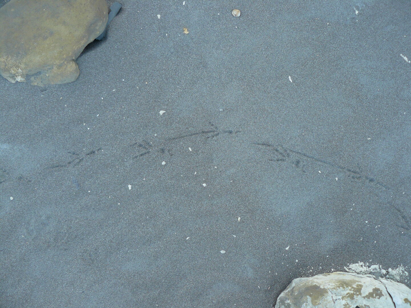 Bird tracks in the sand. The sand's dark colour is a reminder of the coal mining that took place here until only 20 years ago. The waste from the mines was dumped over the cliff edges.