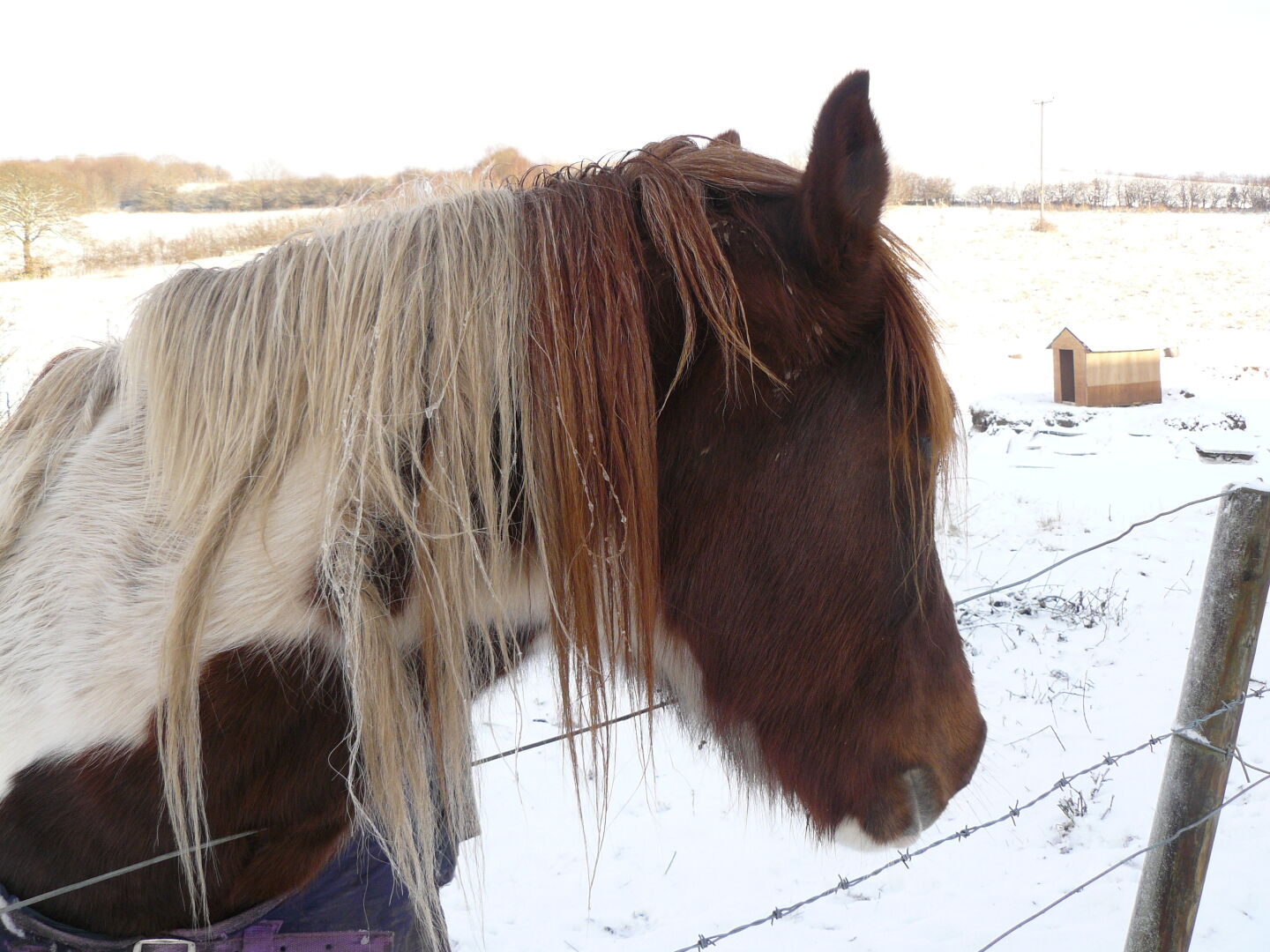 With ice in it&rsquo;s mane, the horse has withstood all the snow so far.