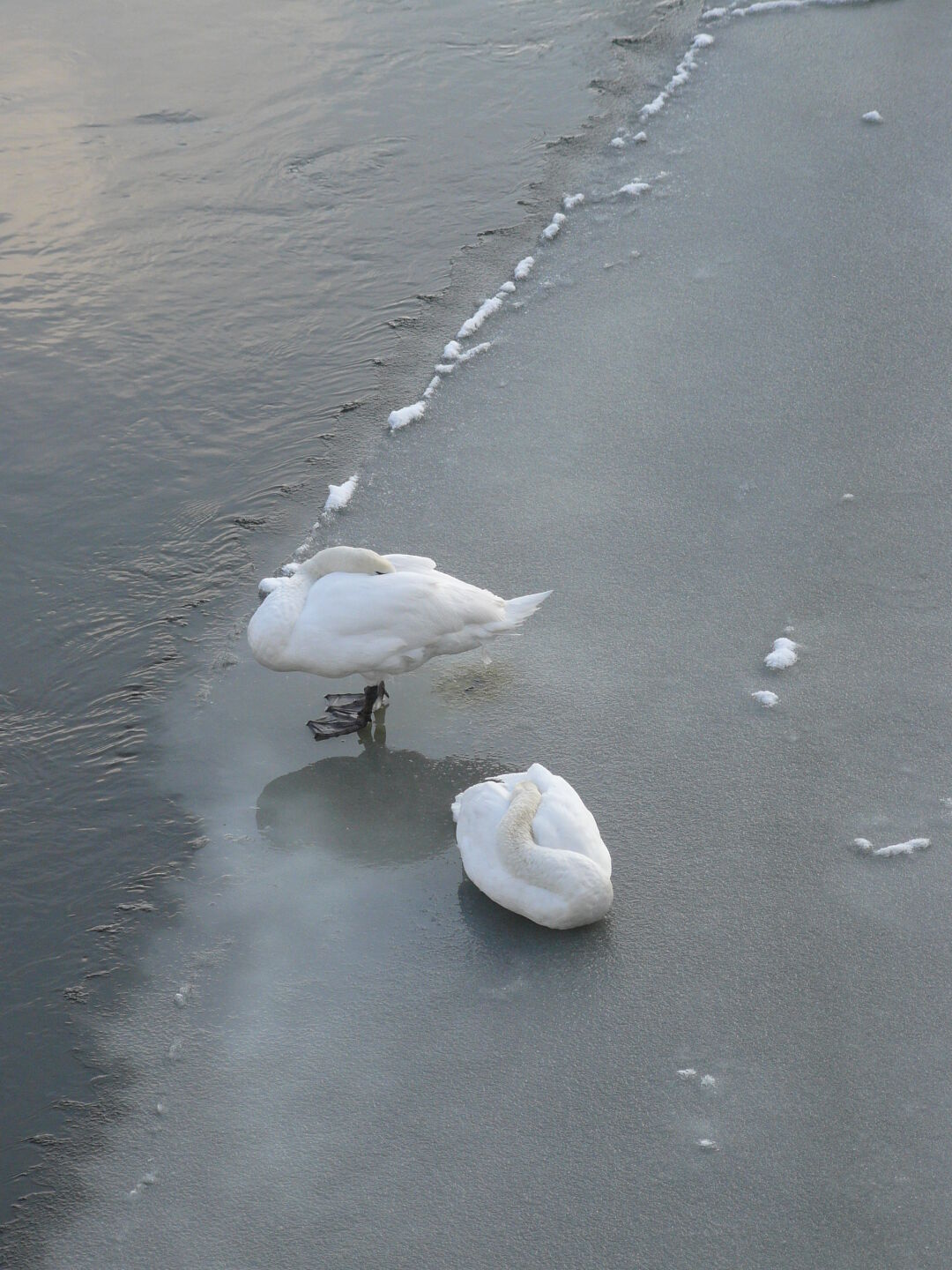...which allows these swans to rest safely.