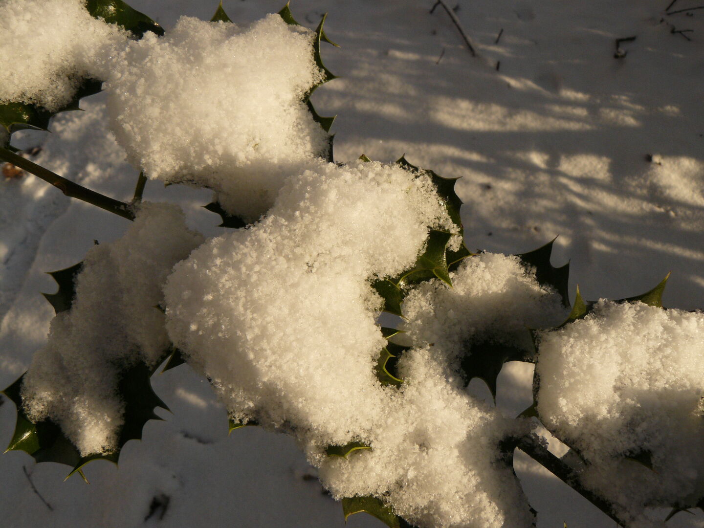 Snow on the leaves of an ilex.