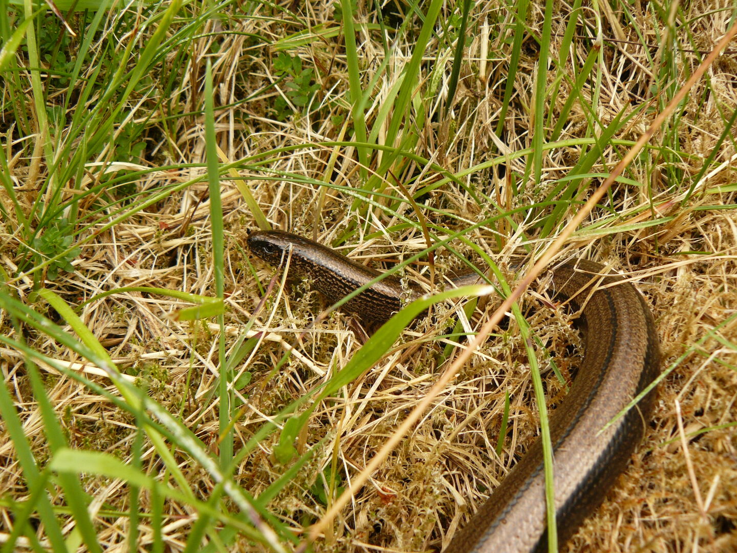 A female blindworm, too stuffed with food to escape quickly.