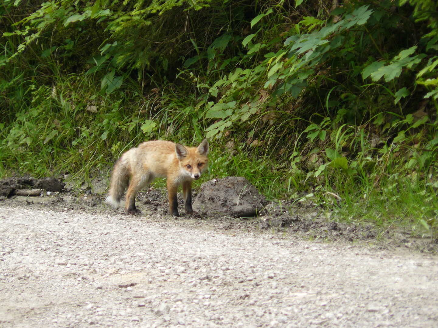 A small fox, a rare sight though they are said to be very common animals.