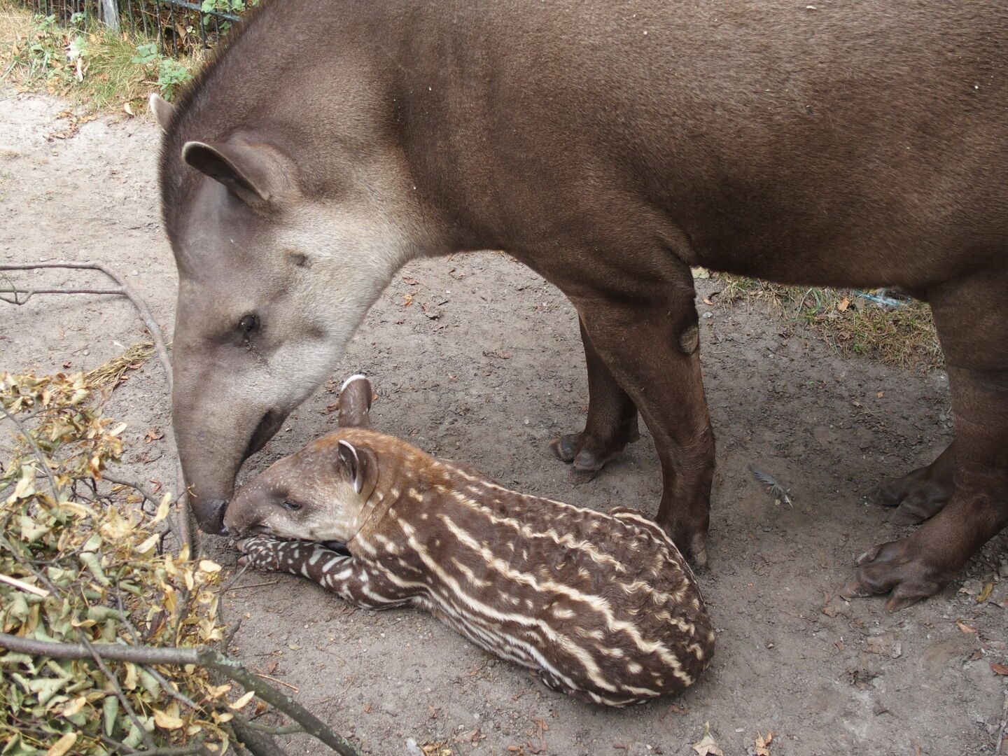 Baby-Tapir! Schn&uuml;ff-schn&uuml;ff. Veröffentlicht mit freundlicher Genehmigung vom Tierpark Hagenbeck.