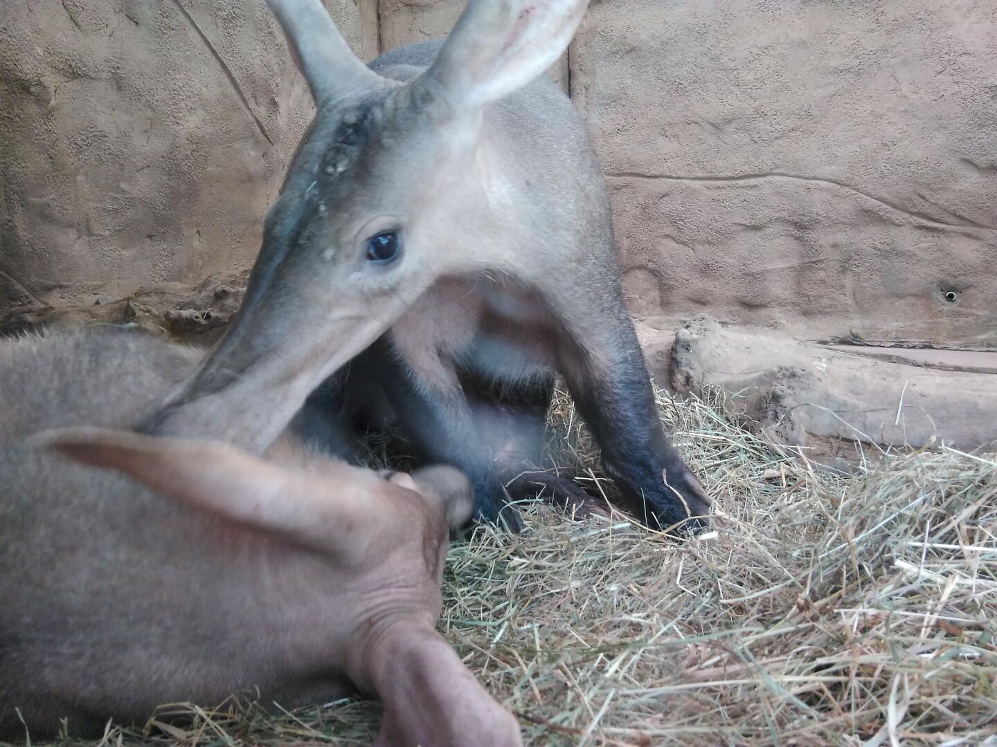 Aardvarks in Chester zoo.