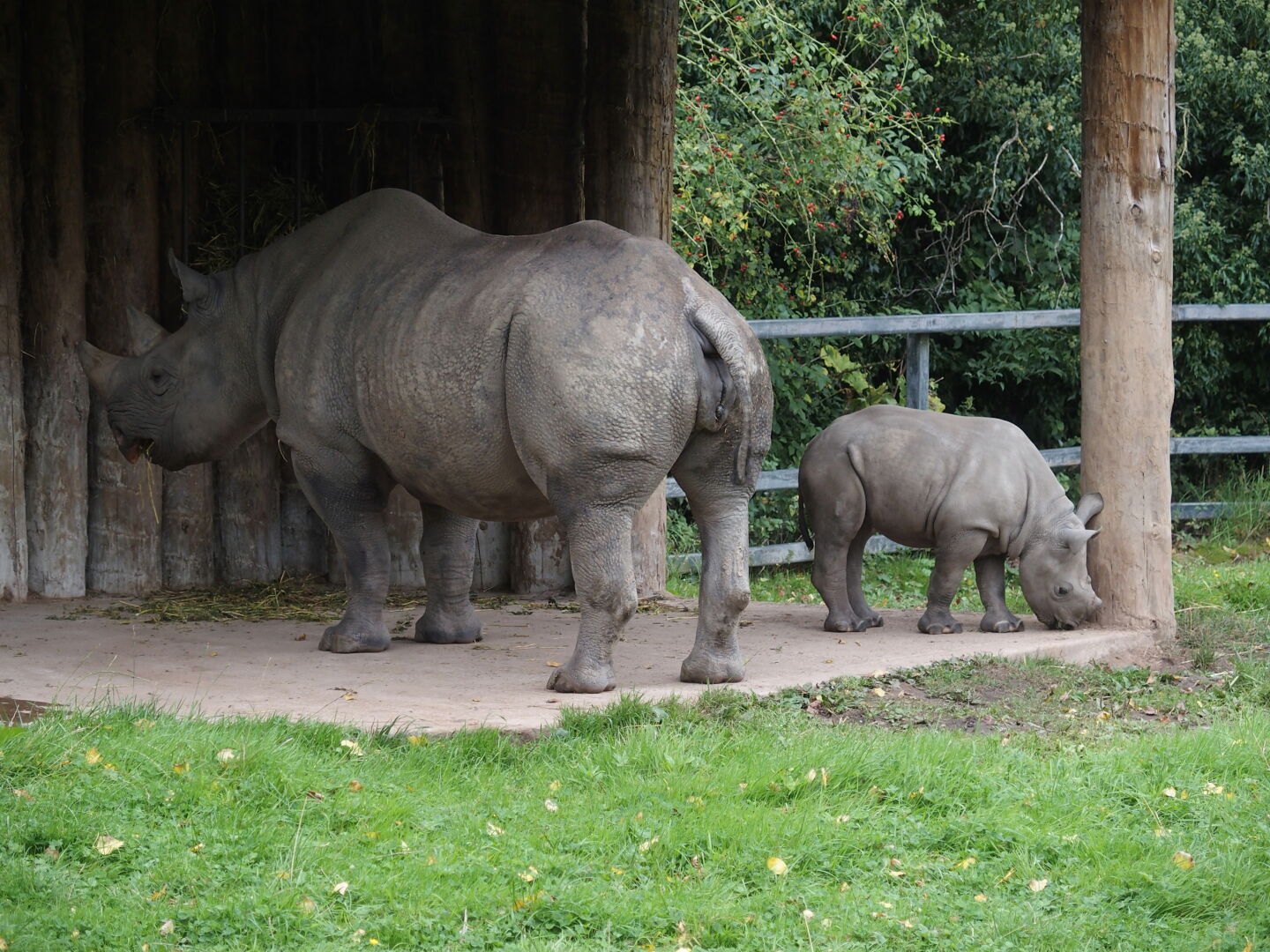 Baby rhino in Chester zoo.