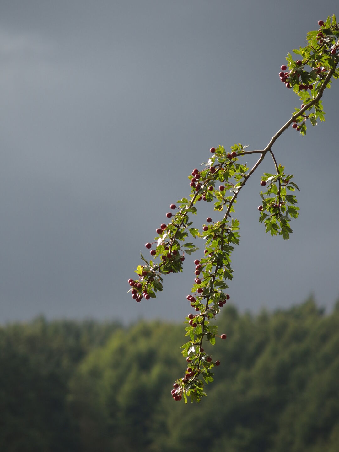 Twig with berries.