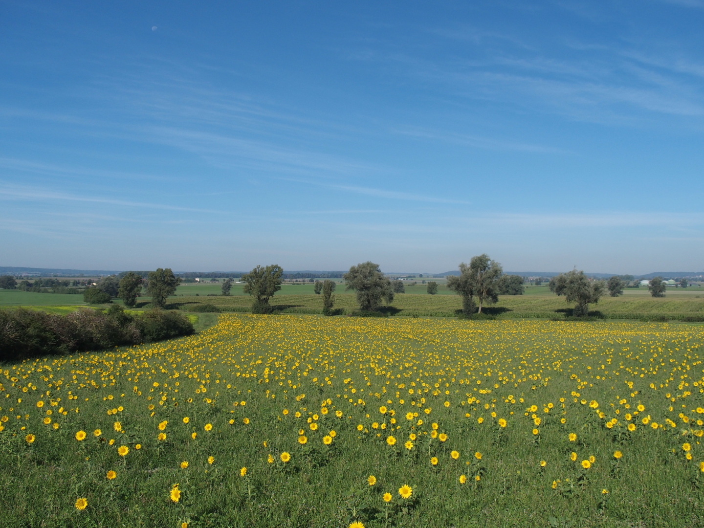 Es muss ja auch ein Postkartenmotiv in der Sammlung geben: Sonnenblumenfeld bei Colmberg.