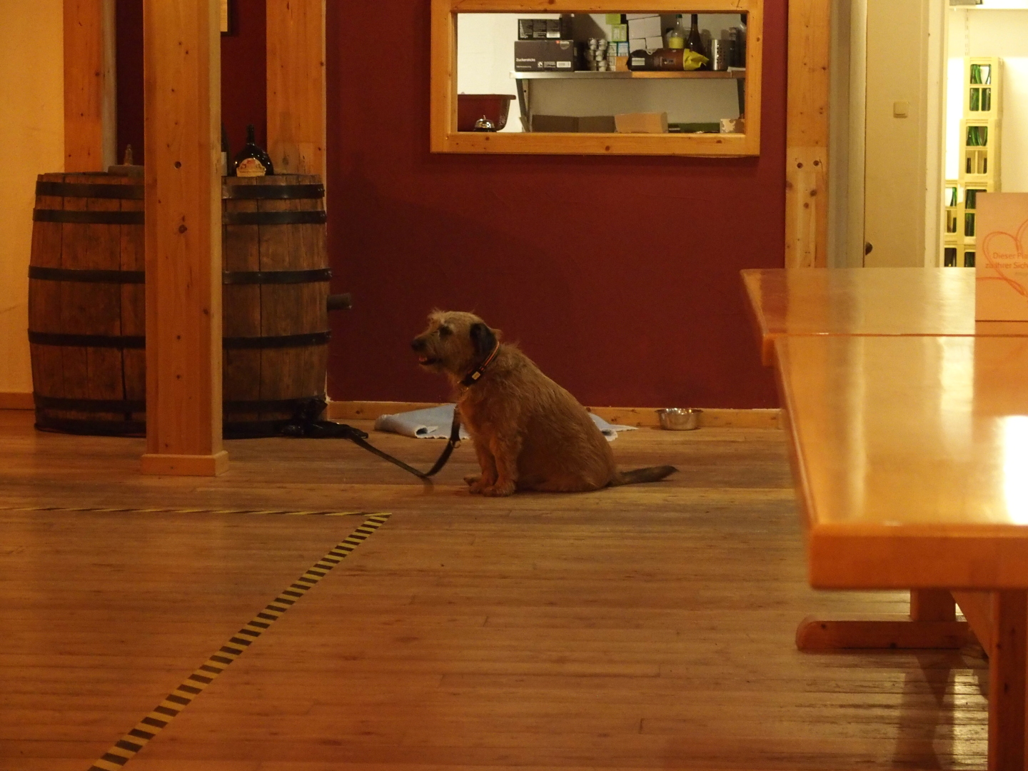 Der nicht-beachtete Hund in der bier-freien H&auml;ckerwirtschaft &quot;Goldenes Fass&quot; in Klingenberg.