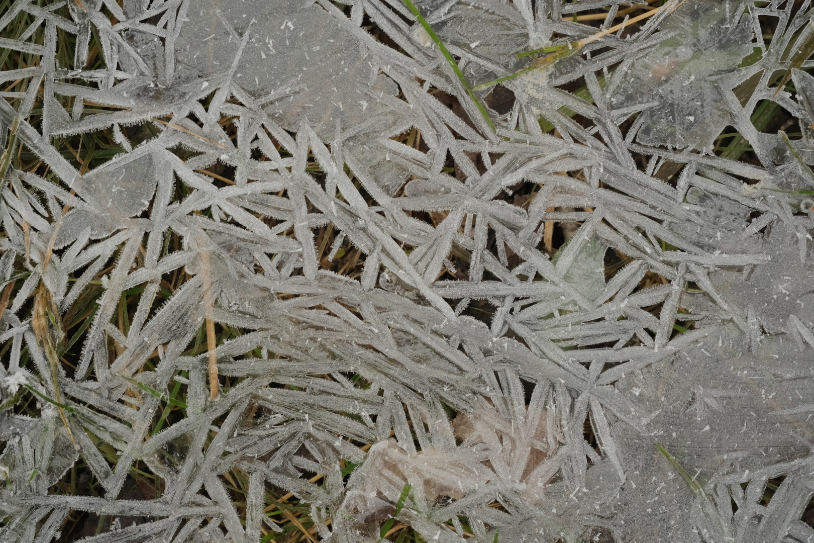 Endlich richtiger Frost! Interessante Eisformationen im ehemals &uuml;berfluteten Gras.