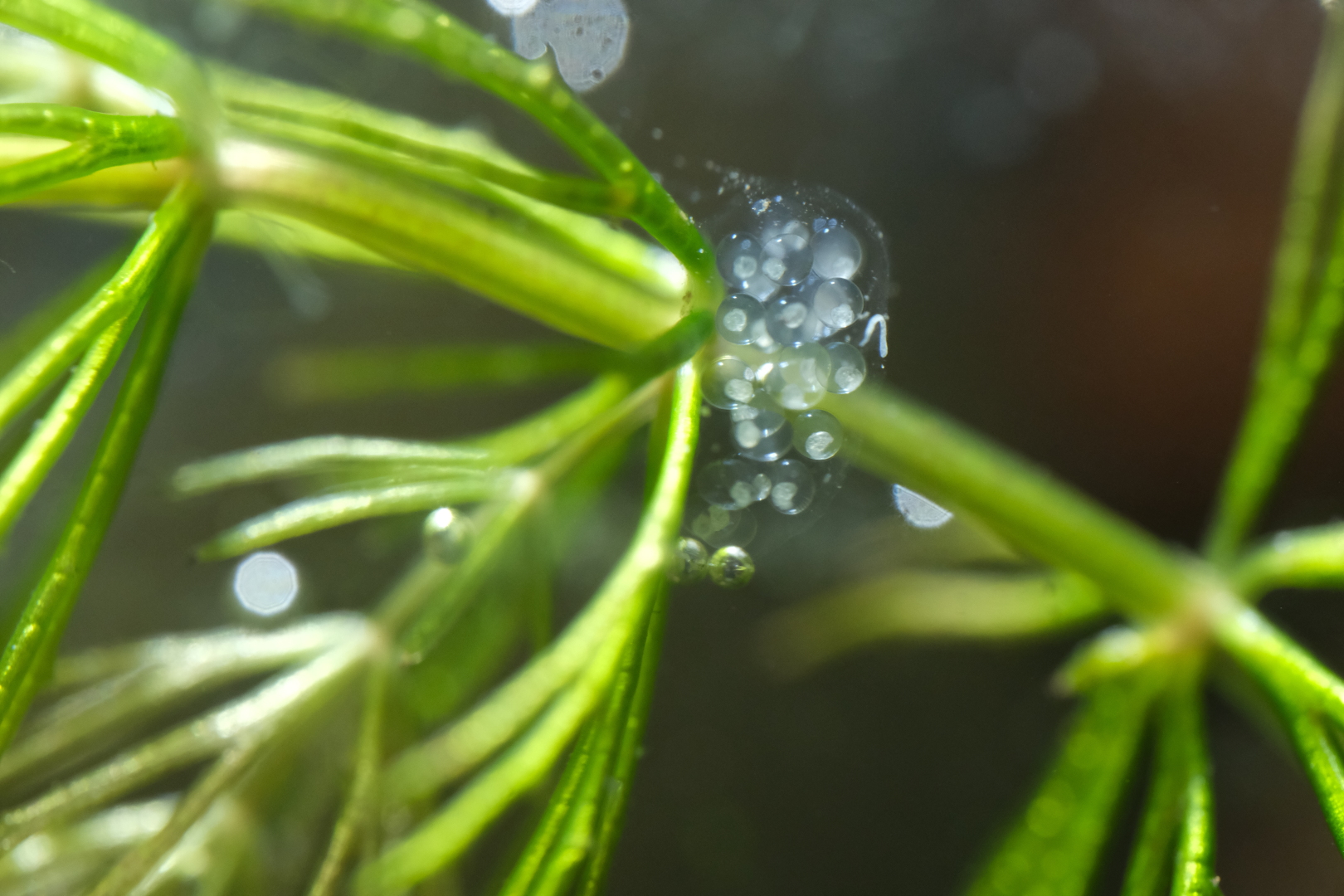 Ein weiteres Gelege wurde an meiner neuen Wasserpflanze befestigt: Ceratophyllum demersum, das Raue Hornblatt, w&auml;chst schnell und braucht nicht viel Licht. Ich hoffe, dass es vor allem schneller w&auml;chst als Schnecki es wegfressen kann.
