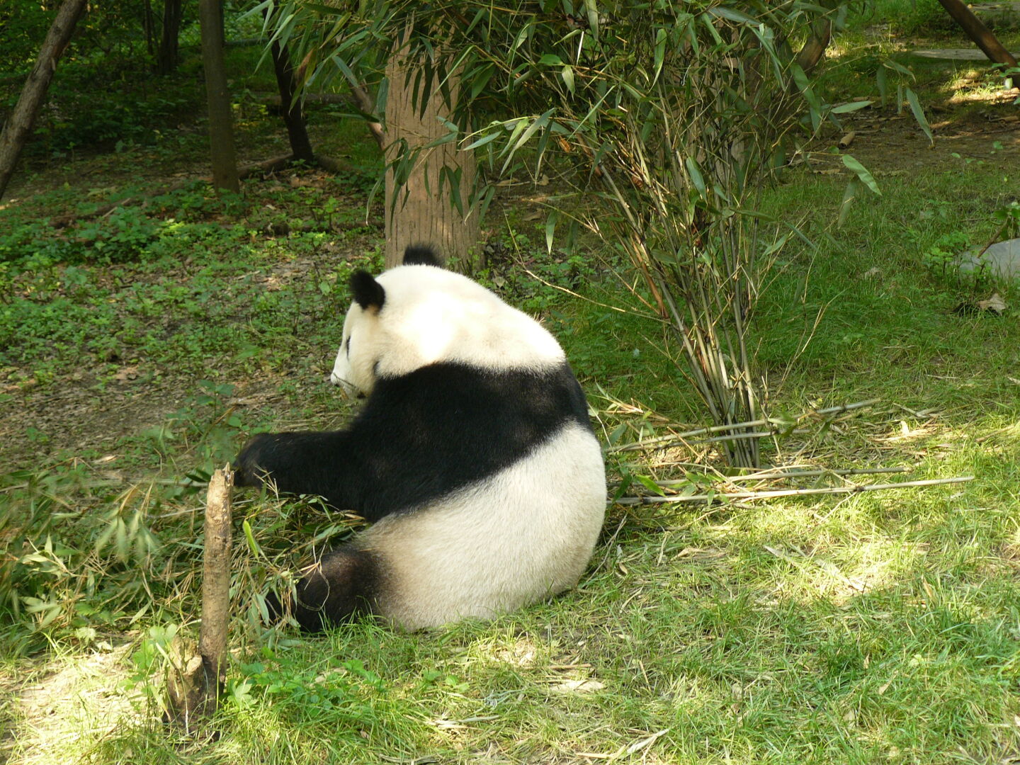 Pandas prefer eating with their backs to the spectators.