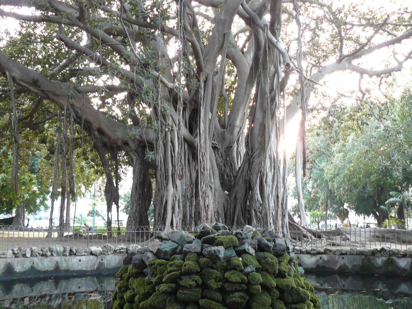 Uralter Ficus in einem Park in Palermo.