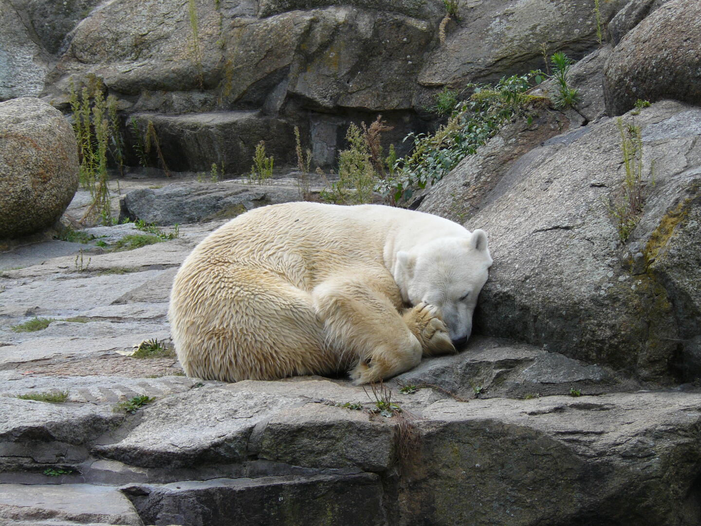 Eisbär - das ist nicht Knut!