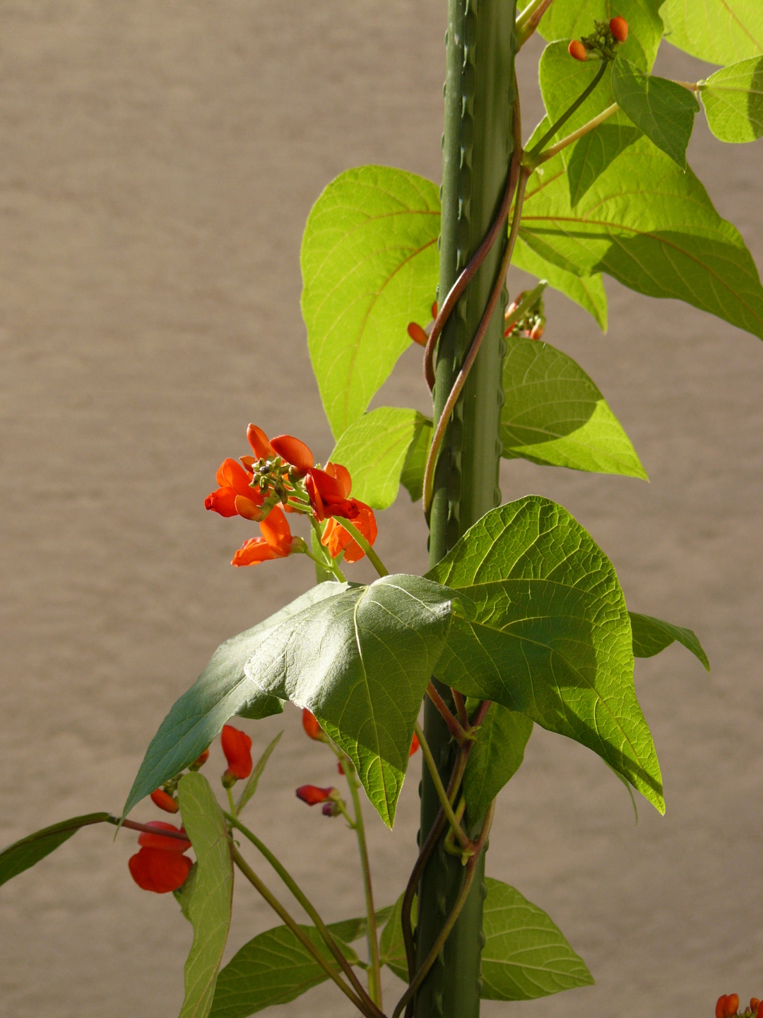 flowering bean plant