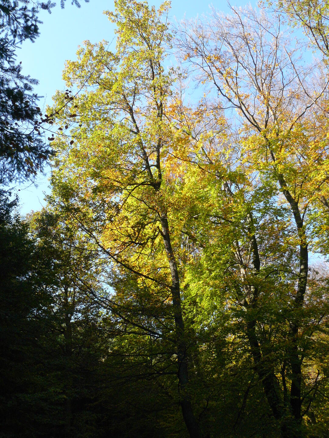 Herbstwald in der Pfalz