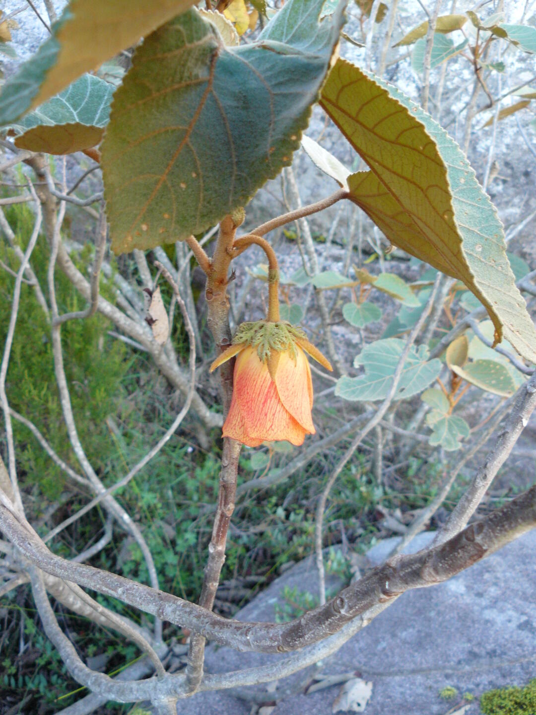 Malvaceae: Dombeya macrantha