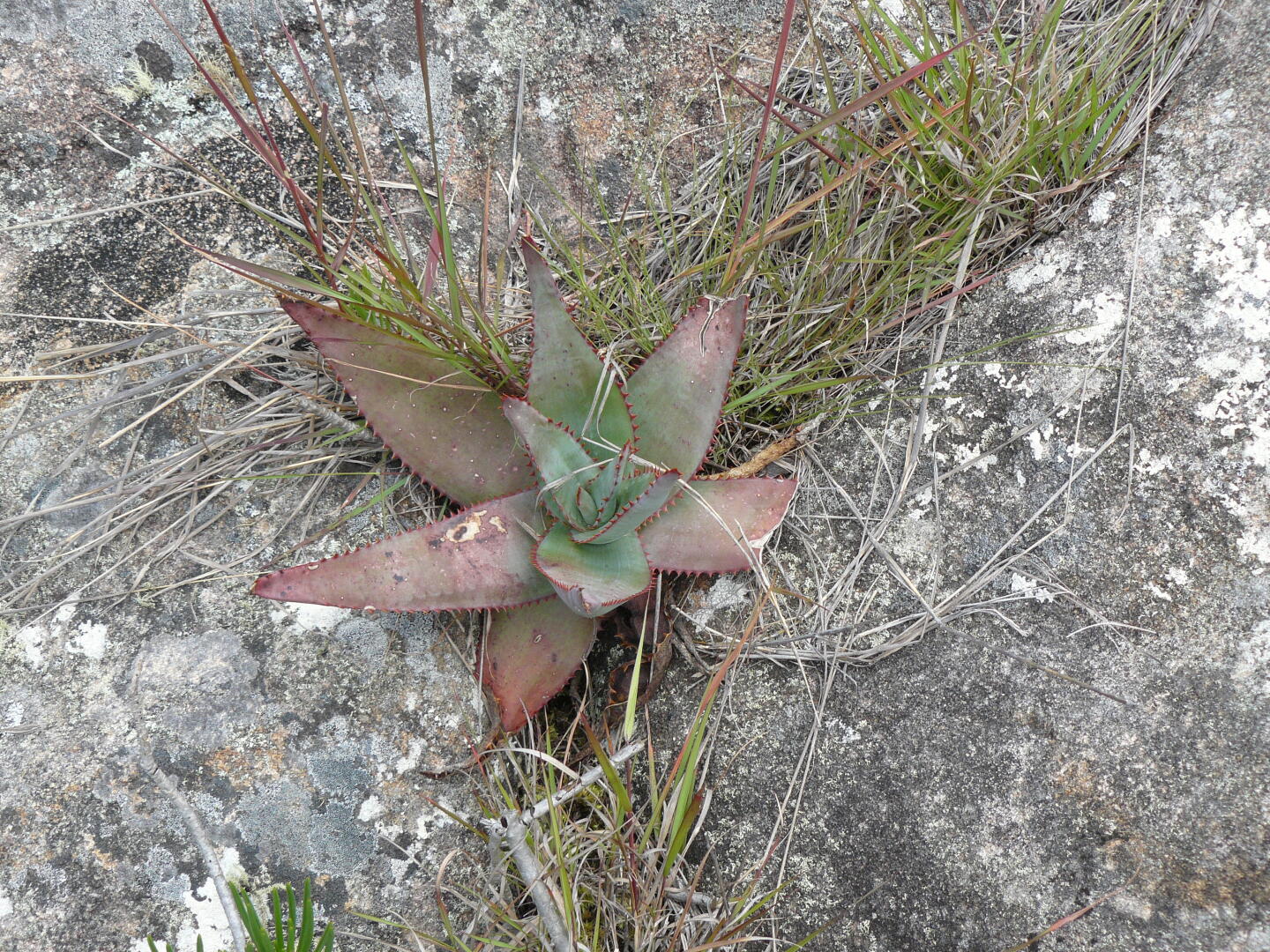 Asphodelaceae: Aloe andringitrensis