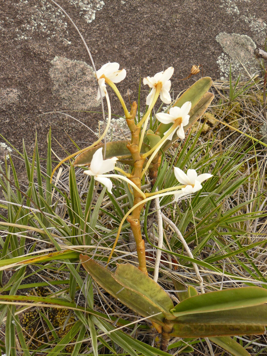 Orchidaceae: Aerangis articulata