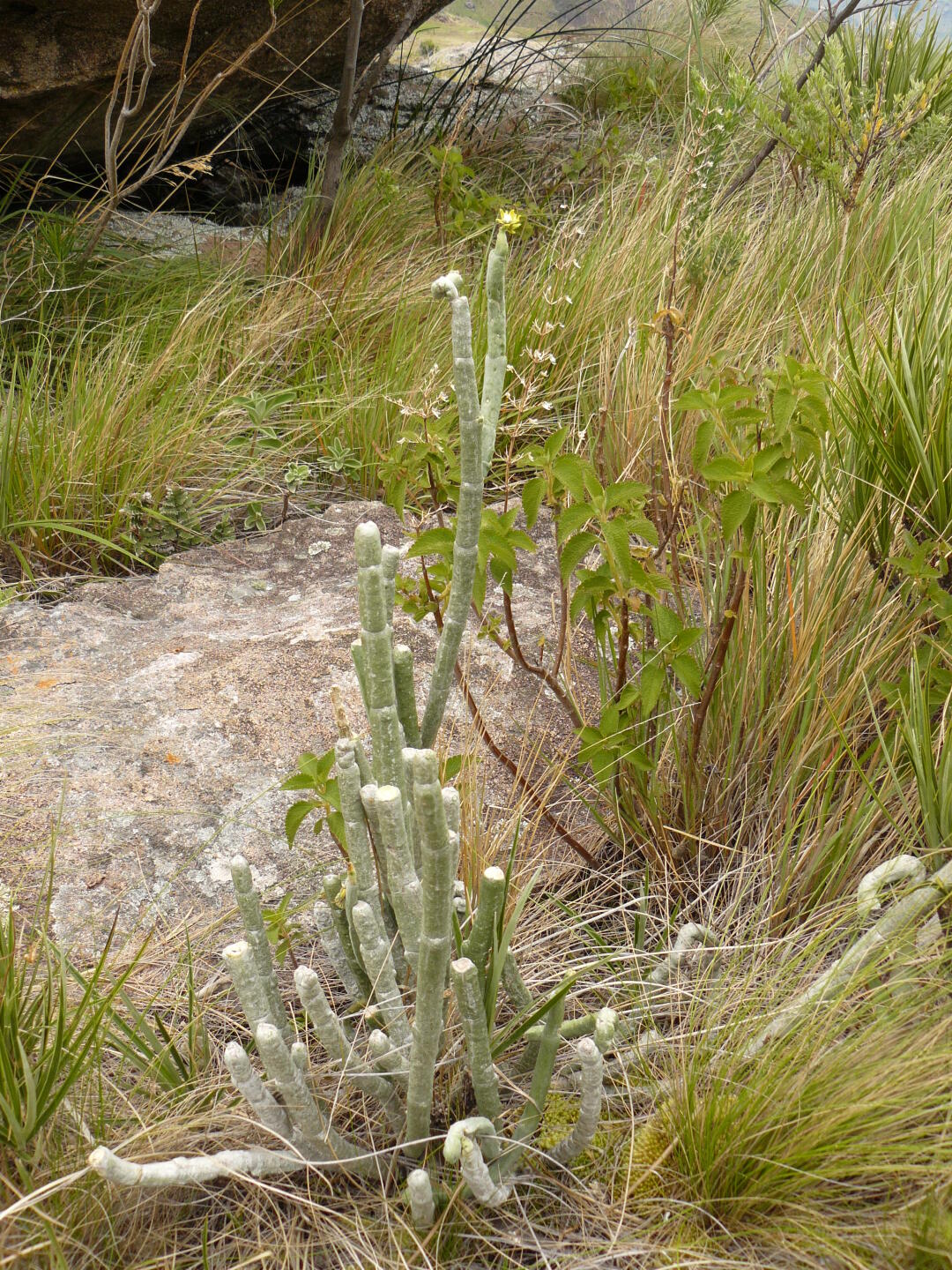 Apocynaceae, Unterfamilie Asclepiadaceae: Cynanchum (Schöllkraut)
