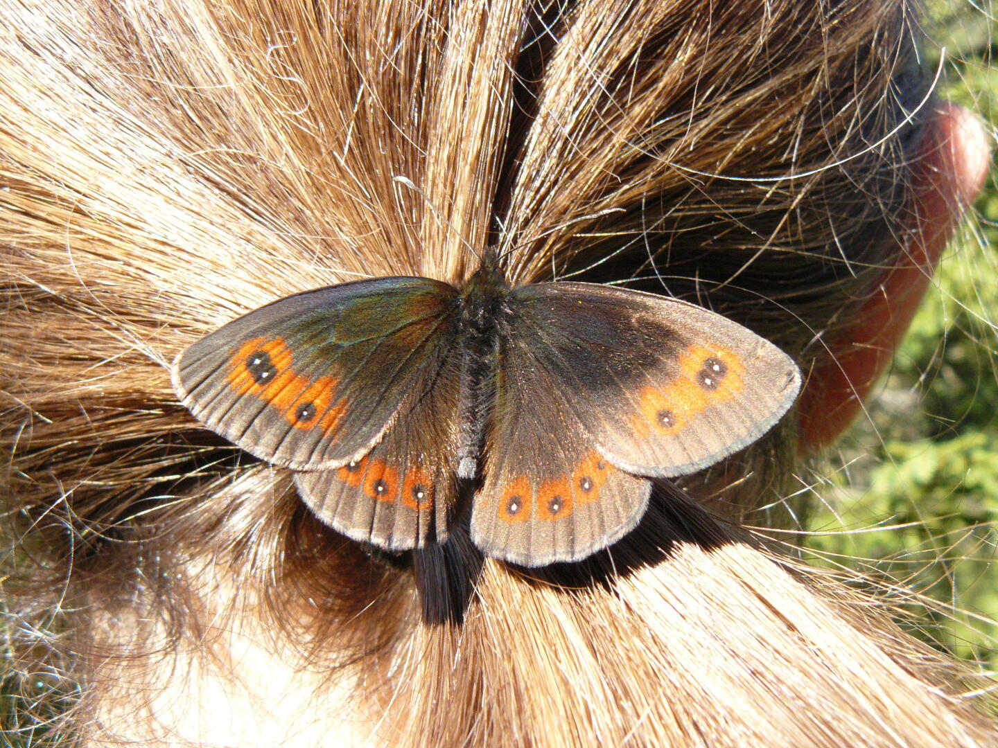 Schmetterlinge mögen lange Haare