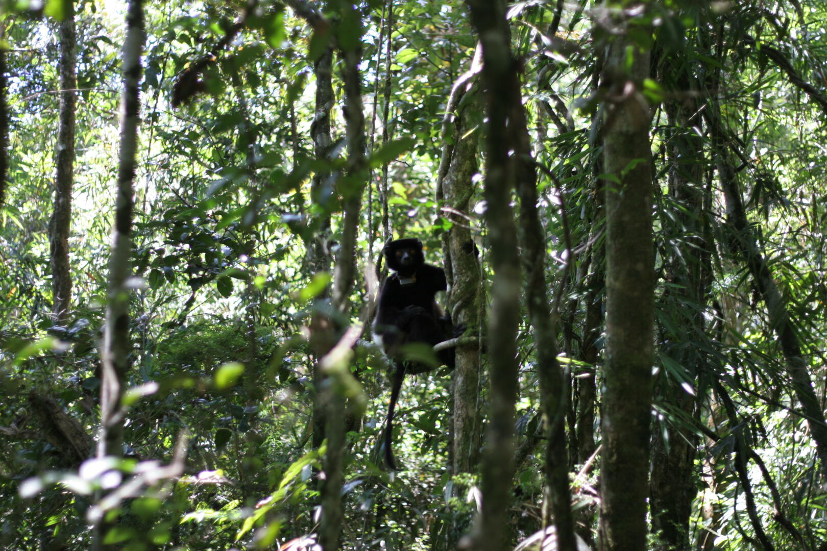 Lemur im Urwald