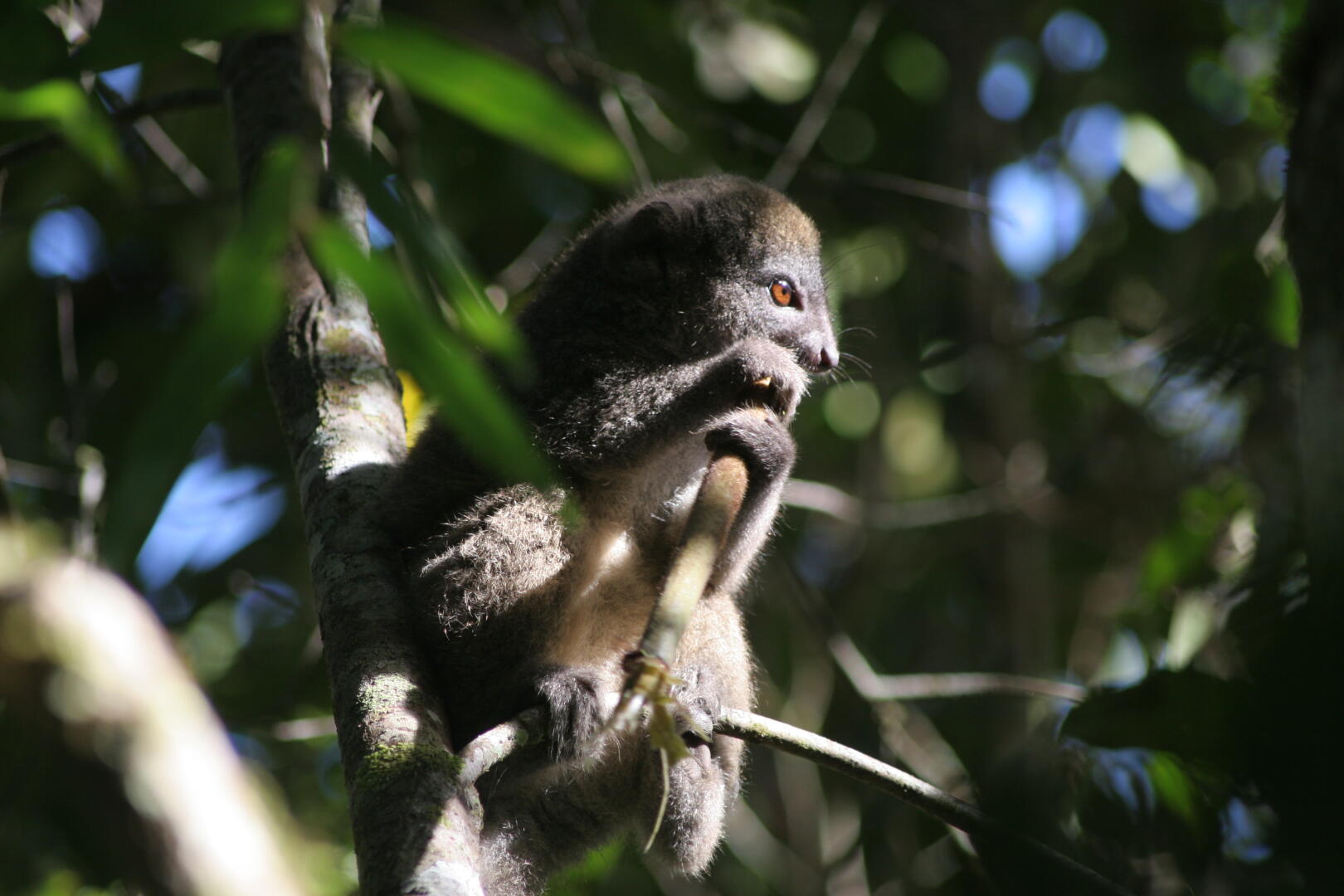 Bambus-Lemur <i>Hapalemur sp.</i>