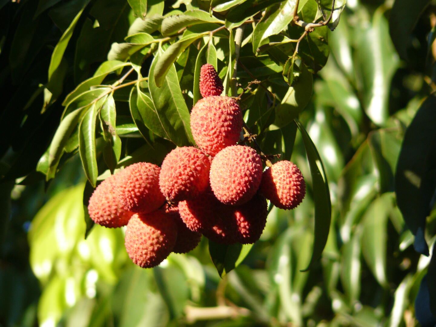 Lychee-Früchte am Baum