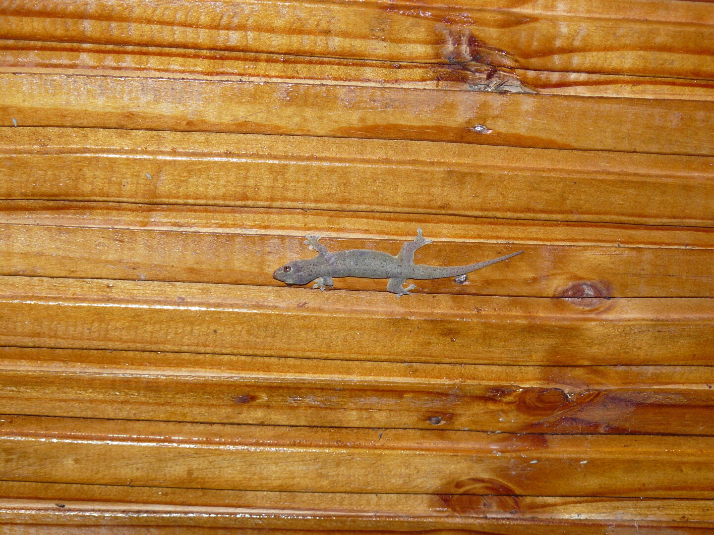 Gecko an der überdachten Restaurant-Terasse