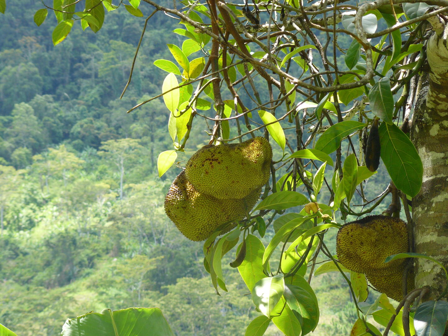 Jackfruits wachsen an riesigen Bäumen. Sie können so groß werden wie Melonen und schmecken süßlich.