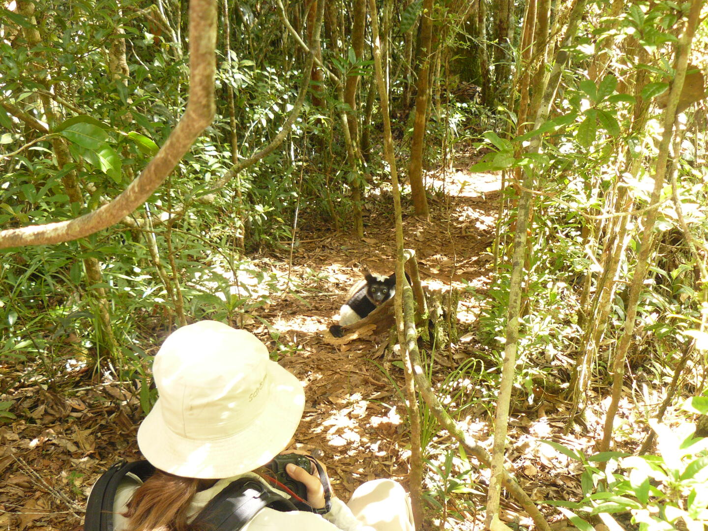 Ganz selten kommen die Indris auf den
Waldboden, und daß sie dabei so nah dran sind, ist wirklich ein
Glücksfall. 