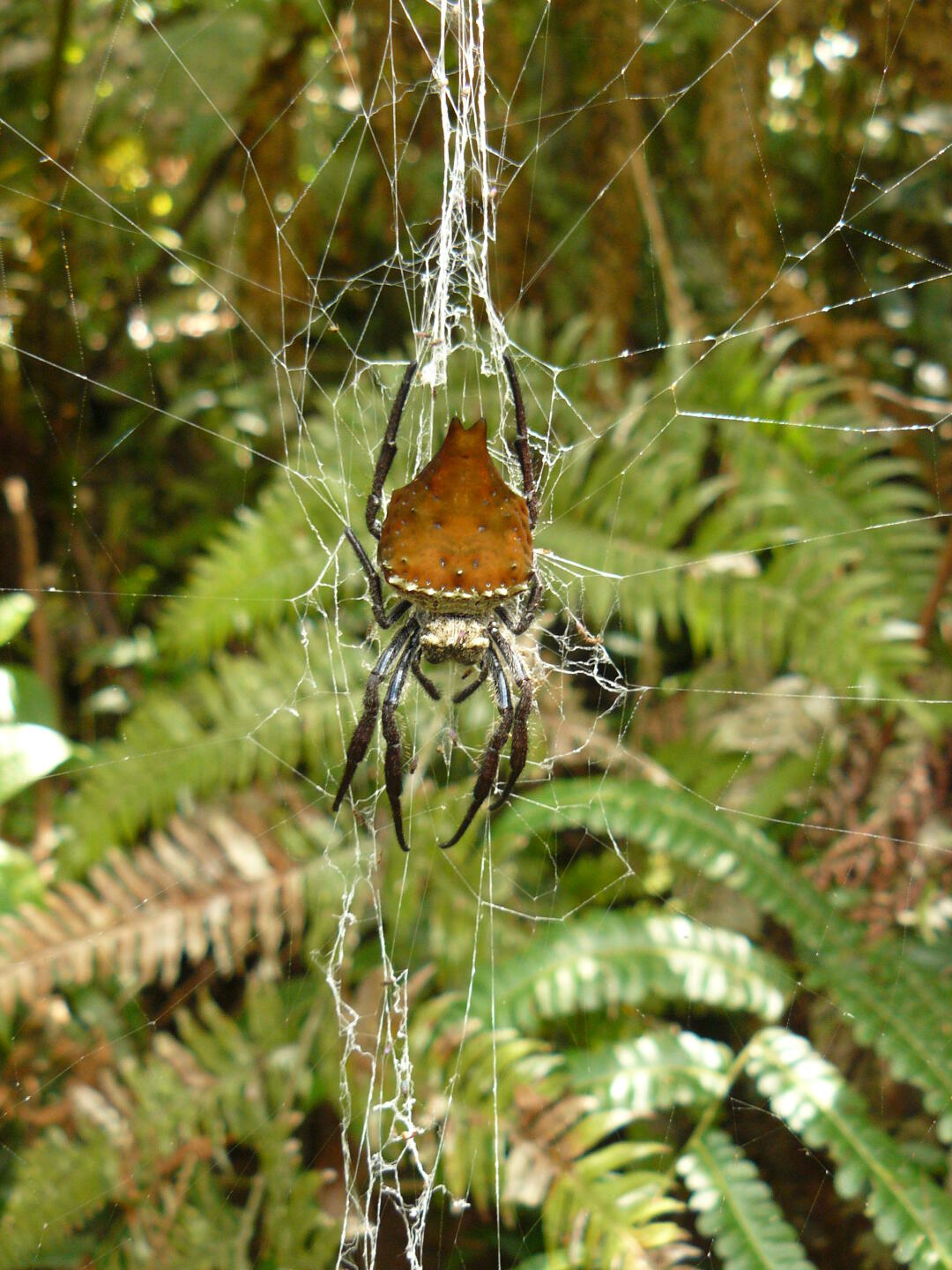 Orb-web spider.