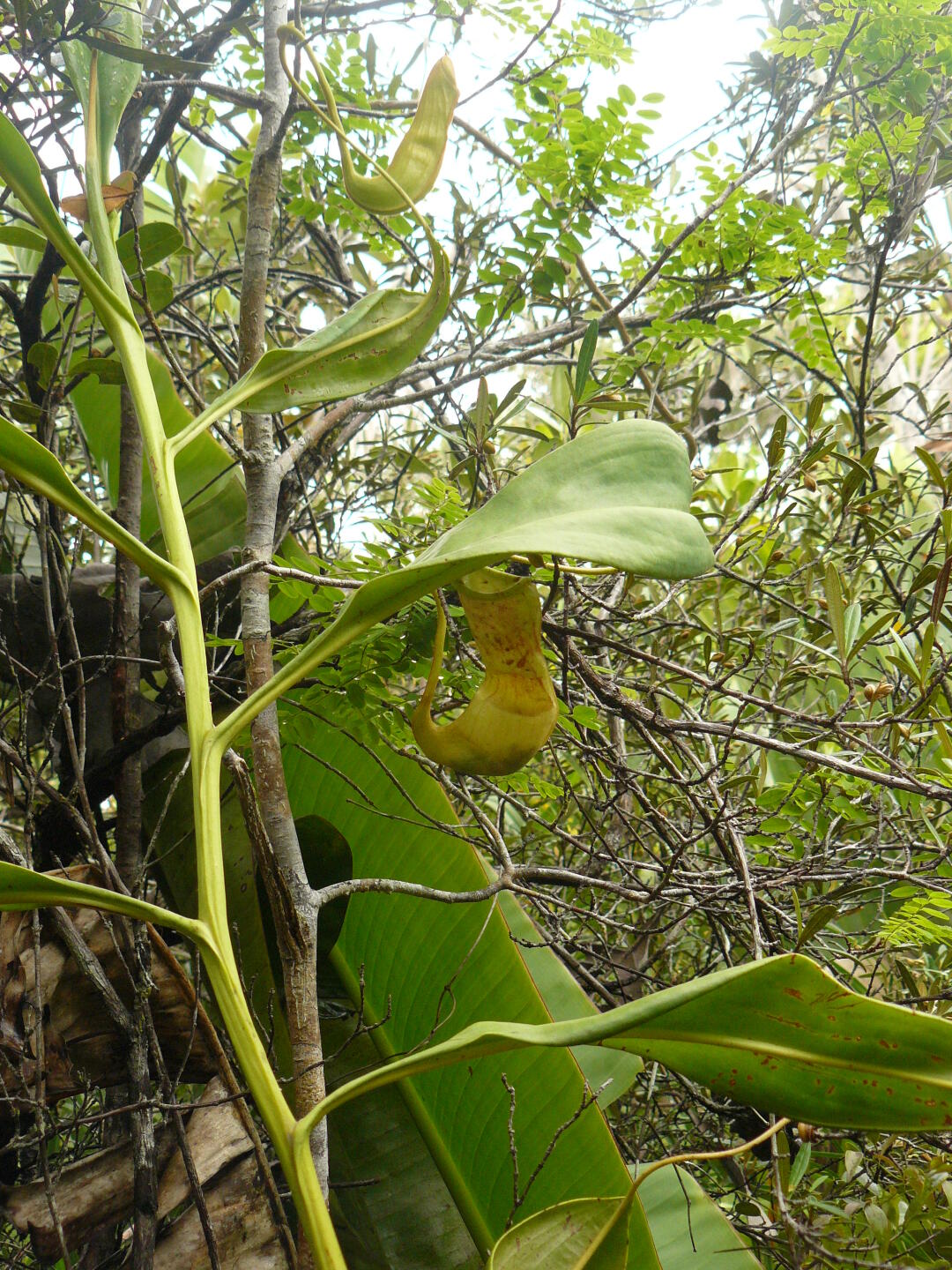 Kannenpflanze (<i>Nepenthes sp.</i>).