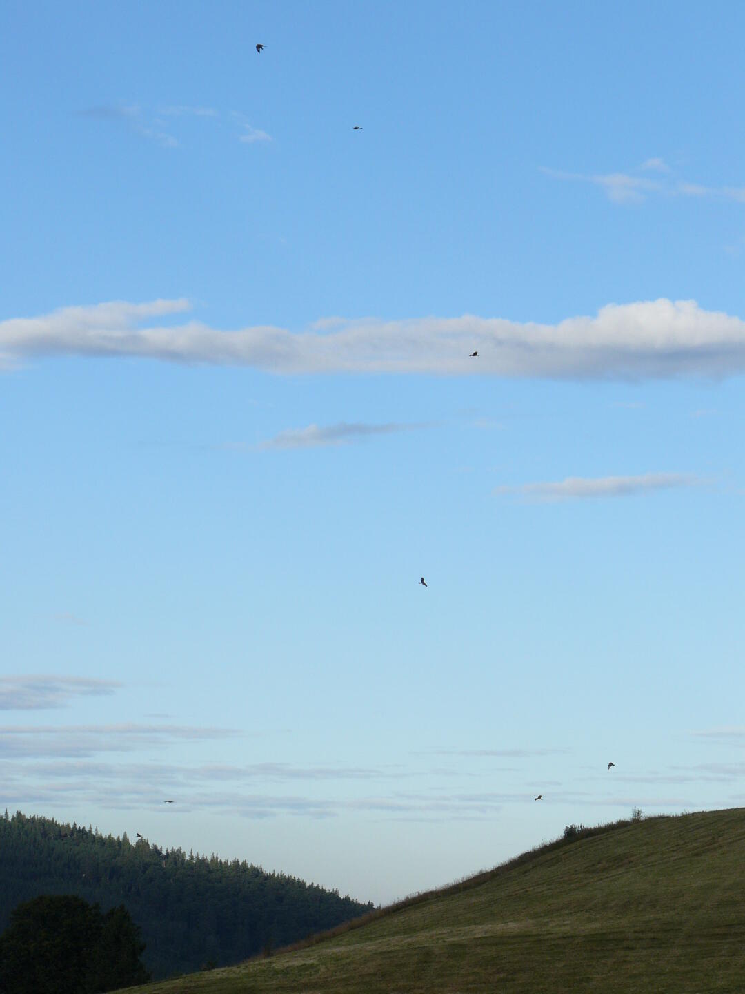 Ein ganzer Schwarm Greiffögel nutzt die Thermik über einem Hügel.