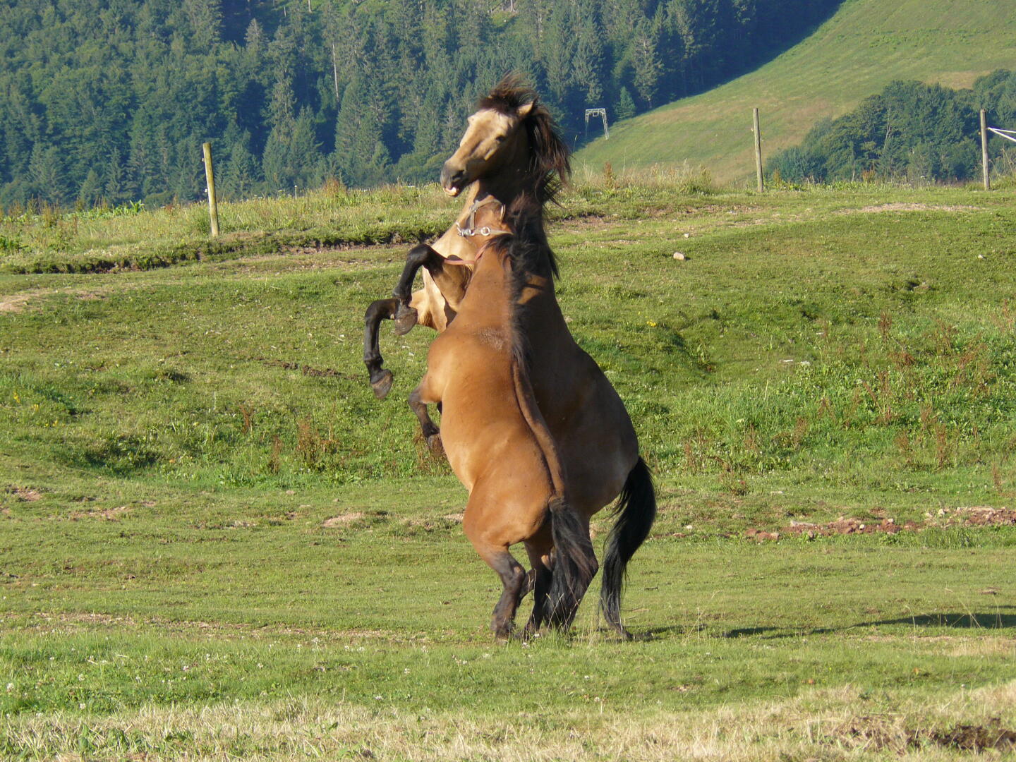 Diese Pferde posieren extra für mein Foto.