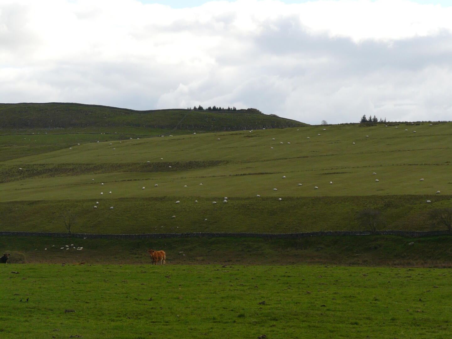 All the white spots are sheep.