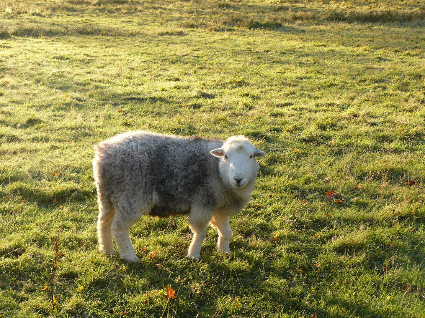 One of the Herdwick sheep, they are so funny with their wooly legs!