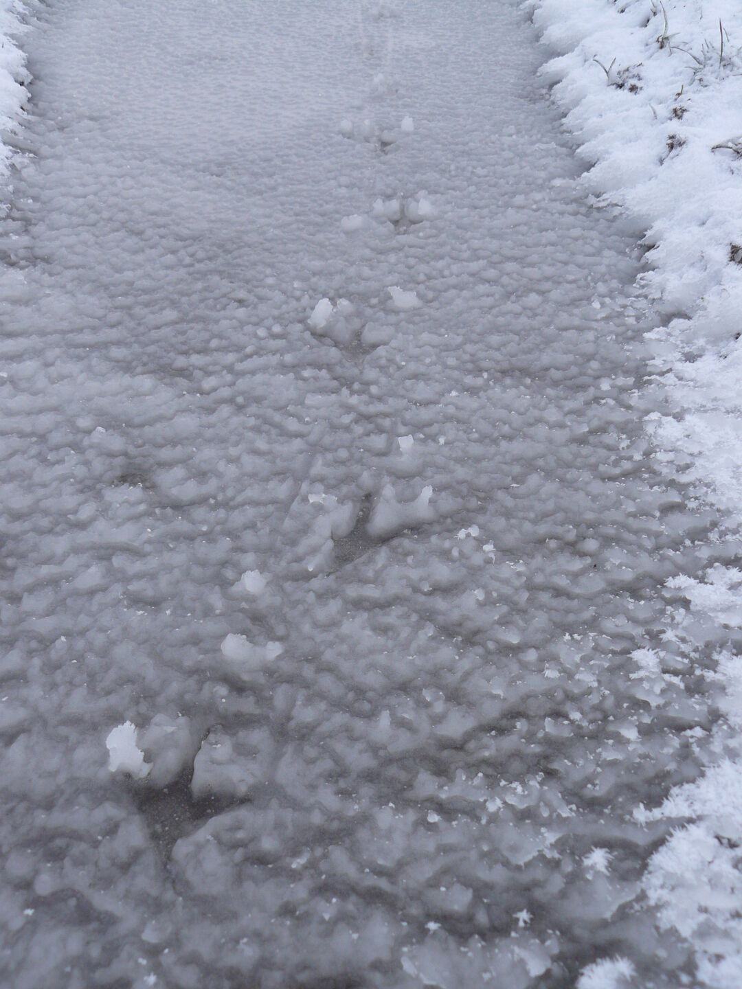 Bird&rsquo;s tracks frozen in snow.