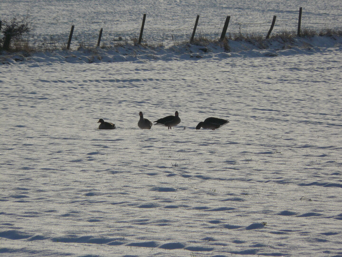 The geese are looking for food beneath the snow.