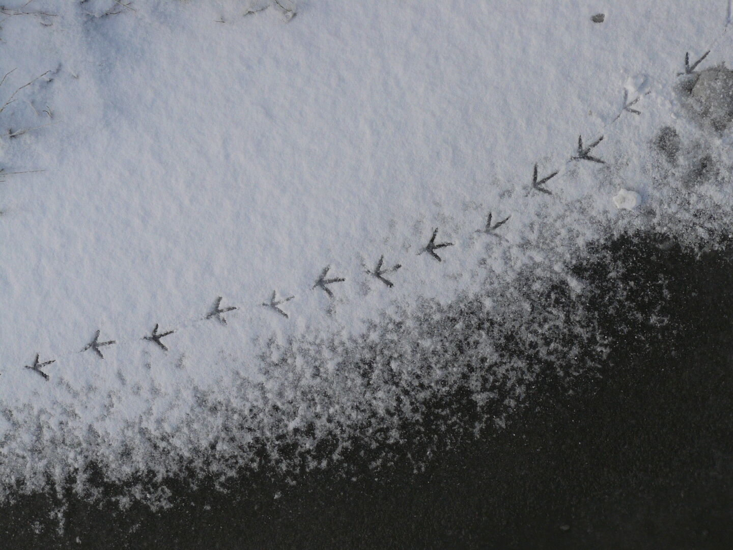 More bird&rsquo;s tracks, on ice on a small beck.