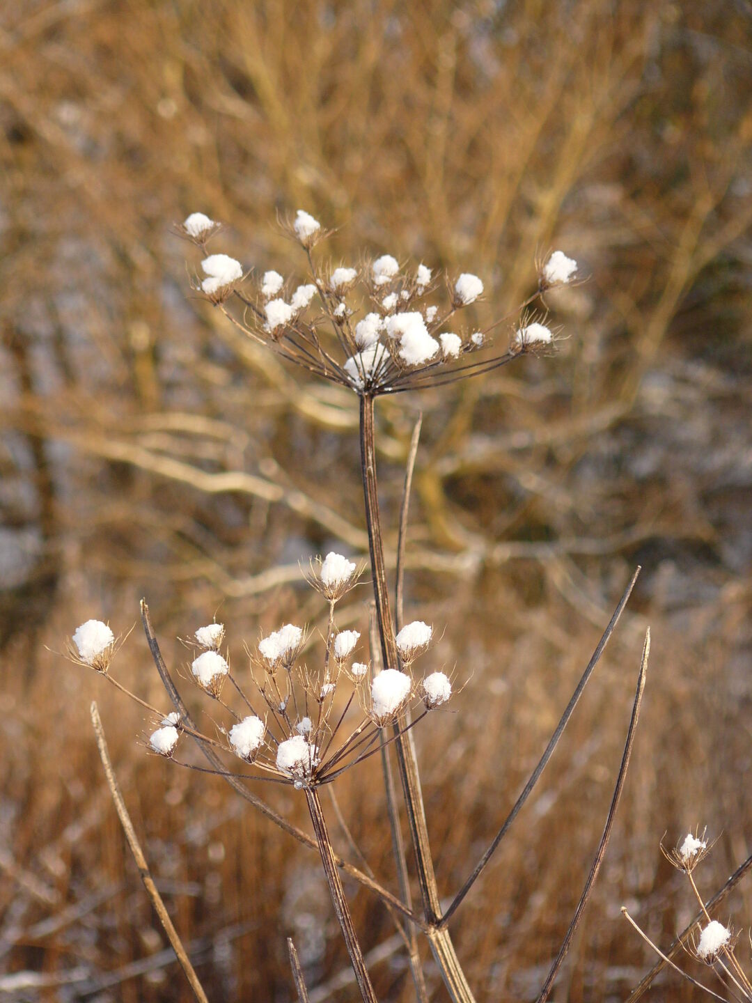 Some weeds wear snowcaps.