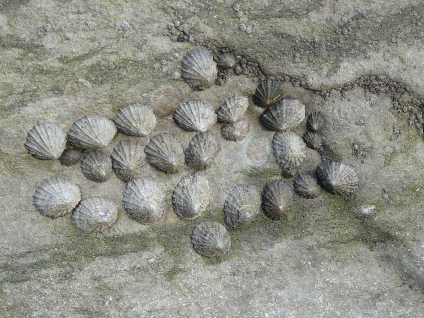 Lots of these small sea snails can be found clinging to the rocks.