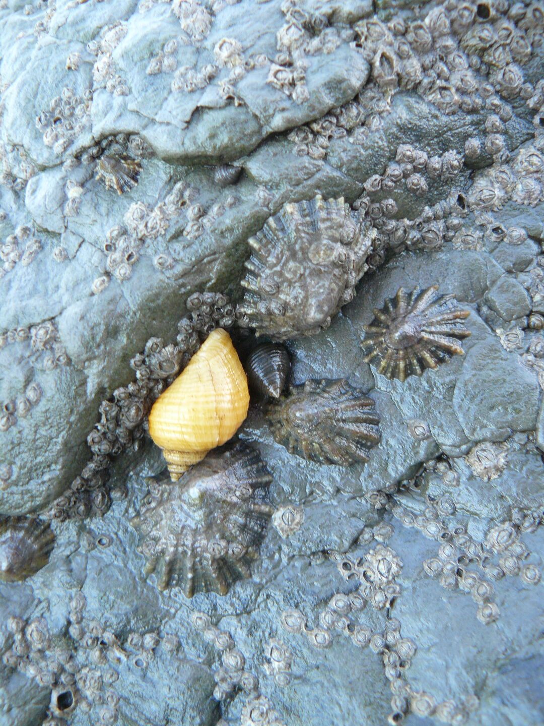 The occasional yellow snail can be found between her star-shaped grey relatives.
