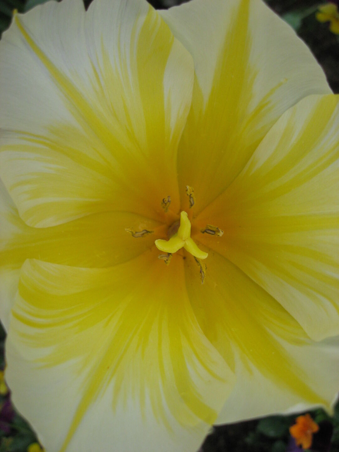 Yellow-White tulip....