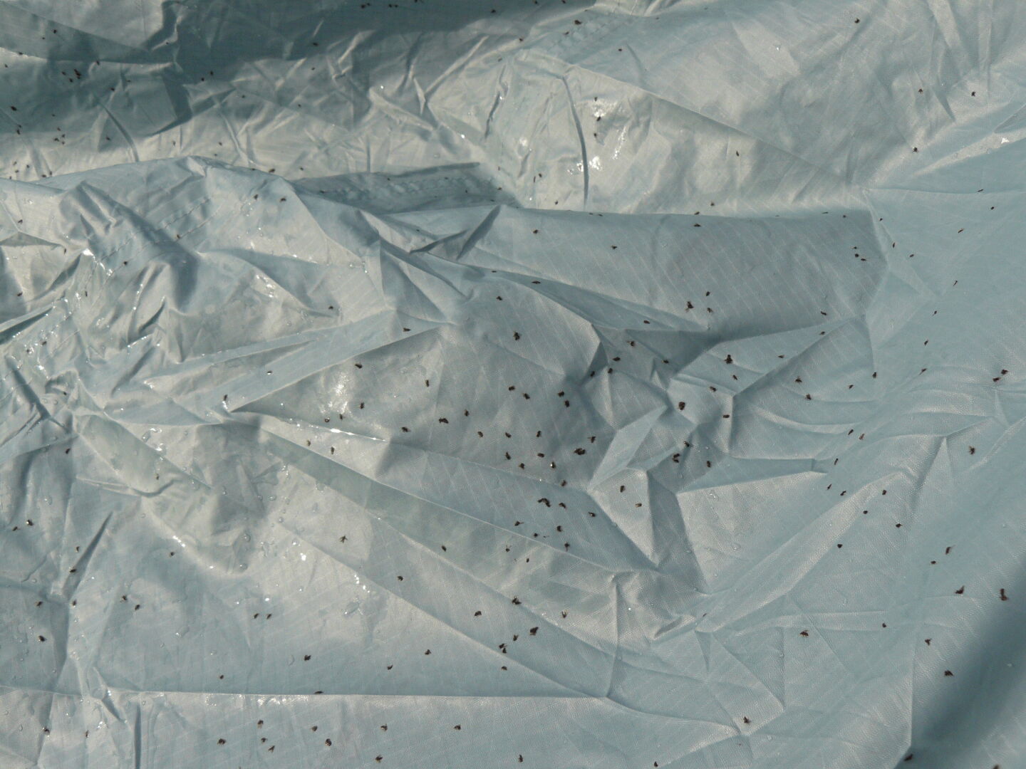 Hundreds of dead midges on the tarpaulin, and millions still buzzing round our heads.