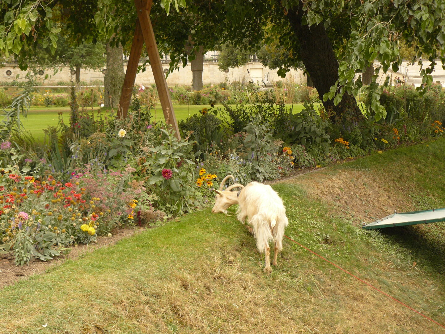 A goat enjoys the lawn in Jardin de Tuileries.