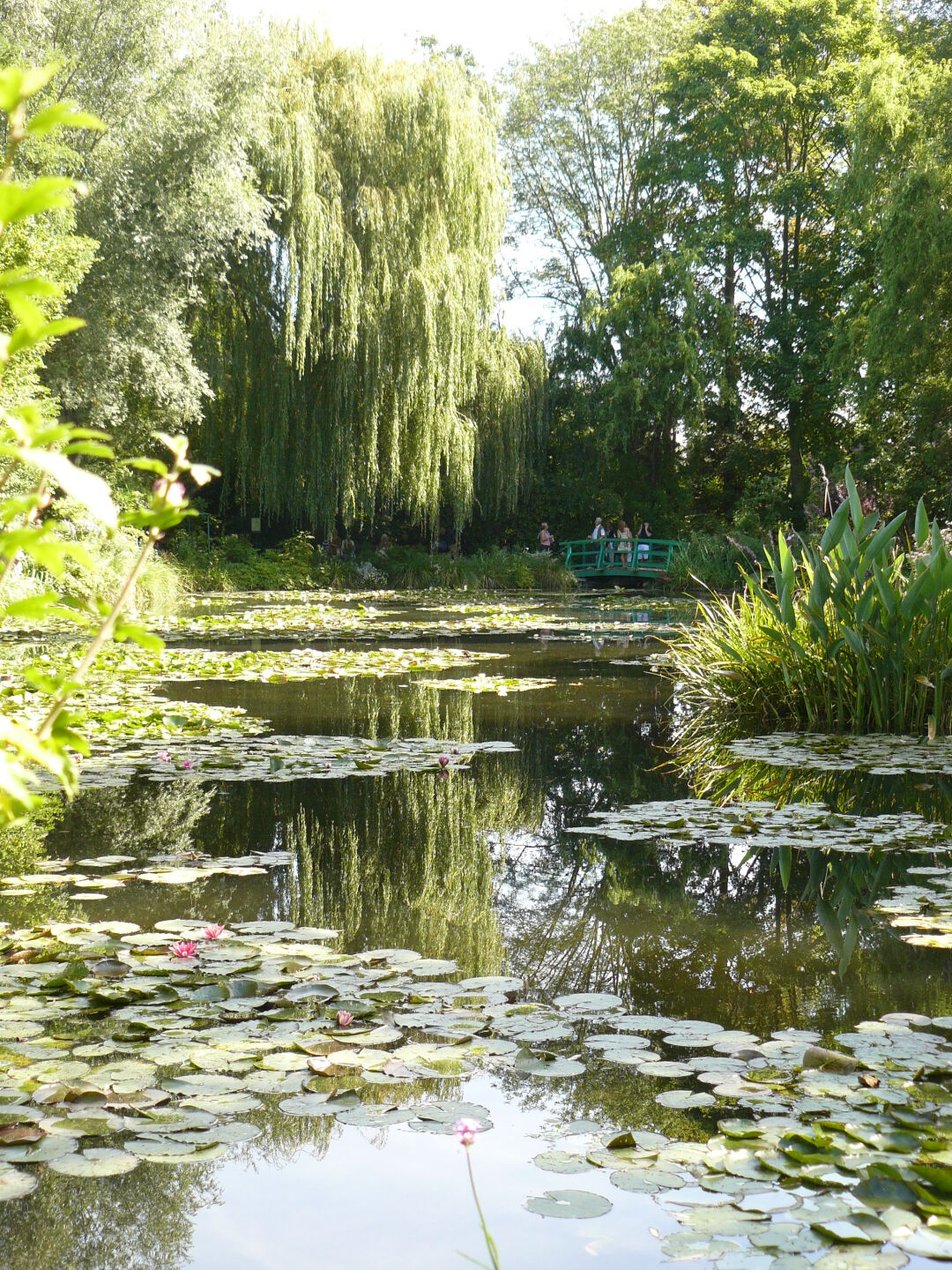 The famous water lily pond,