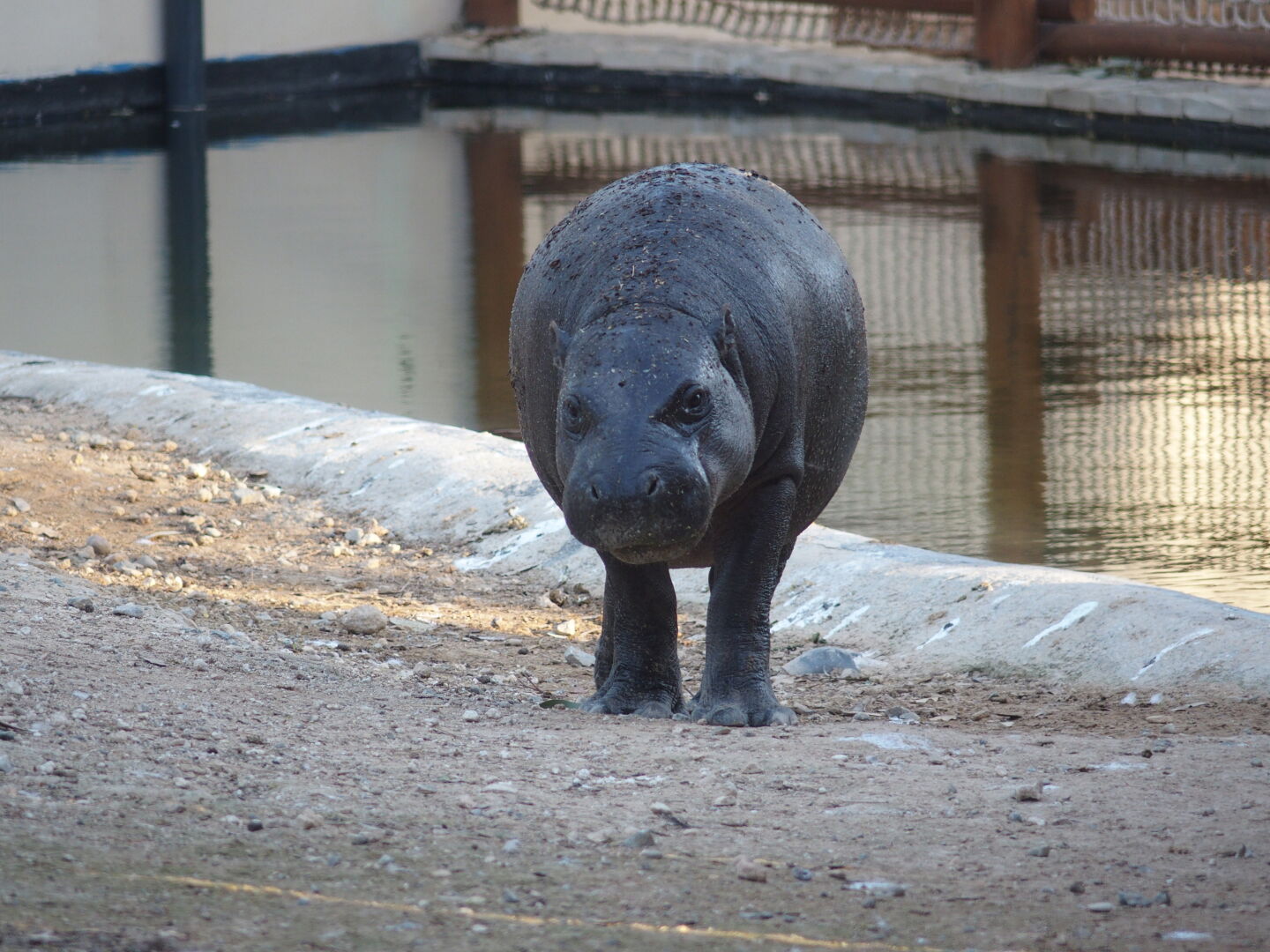In ancient times, dwarf hippos lived in Cyprus.