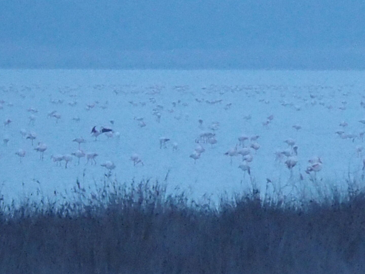 As you can clearly see, there are huge flocks of flamingos in the salt lake on the Akrotiri peninsula.