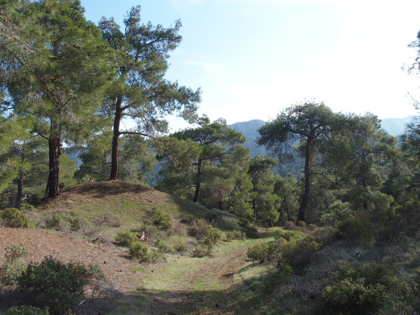 At the northern flank of the Troodos, we go for a walk from Agios Theodoros to the Chapel of Asinou.
